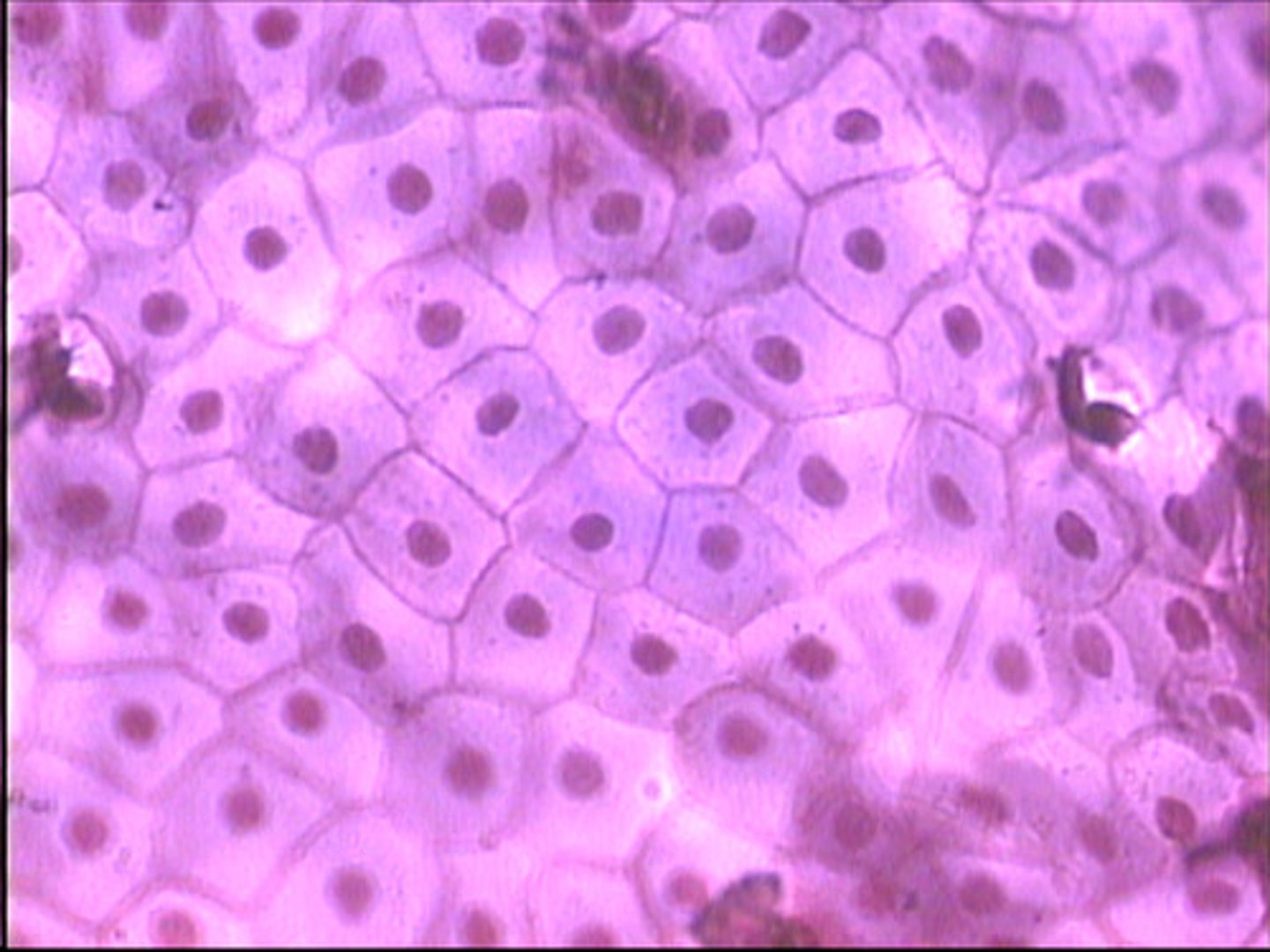 <p>one cell thick, very thin, permeable</p><p>found in protected regions where absorption takes place, such as: alveoli (lungs-air sacs), wall of capillary, lining of kidney</p>