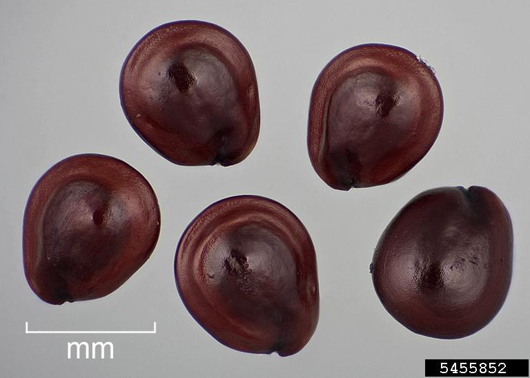 Amaranthus palmeri
