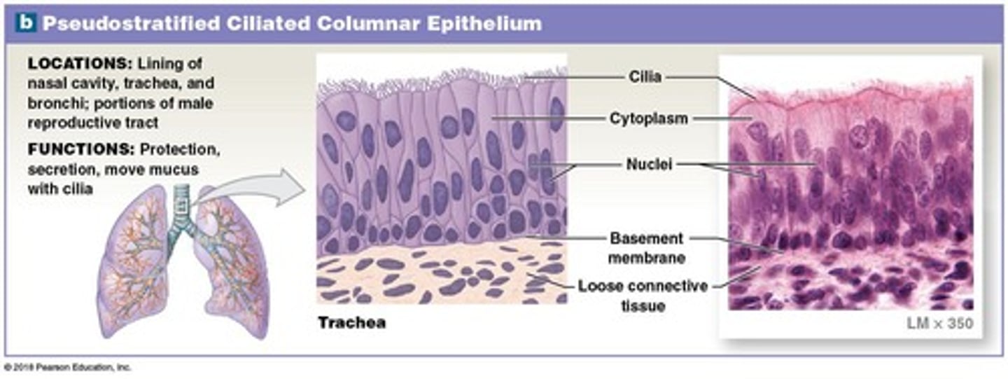 <p>Typically has cilia to move fluids, found in the nasal cavity, trachea, and bronchi.</p>