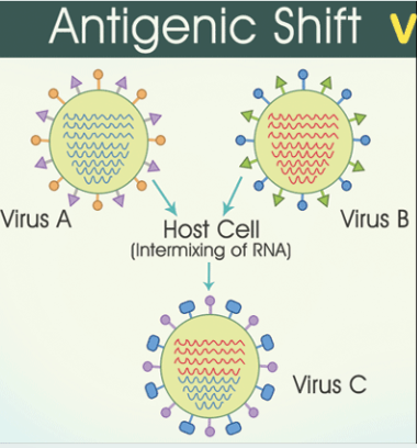 <p>Antigenic shift</p>