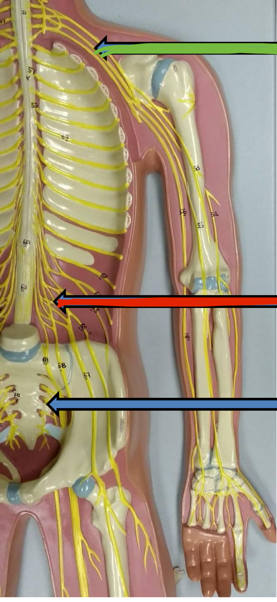 <p>Blue points to what nerve plexus</p>