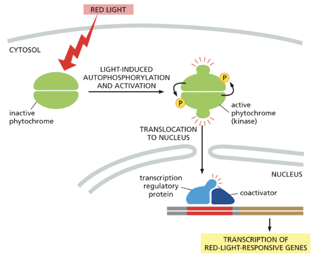 <p>detect red light & respond by autophosphorylation</p>