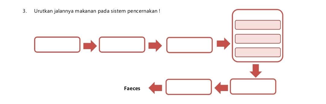 <p>Urutkan jalannya makanan dalam sistem pencernaan! </p>