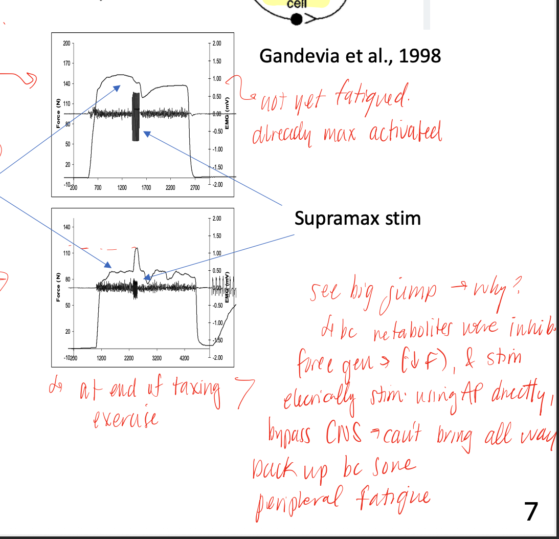 <p>mechanism that allow us to bypass central fatigue mechanisms and generate more force (not back to baseline max force tho) despite fatigue already setting in </p>