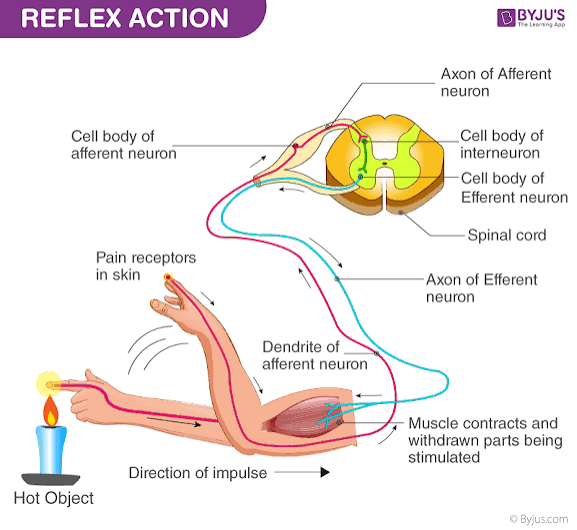 <p>reflex arc</p>