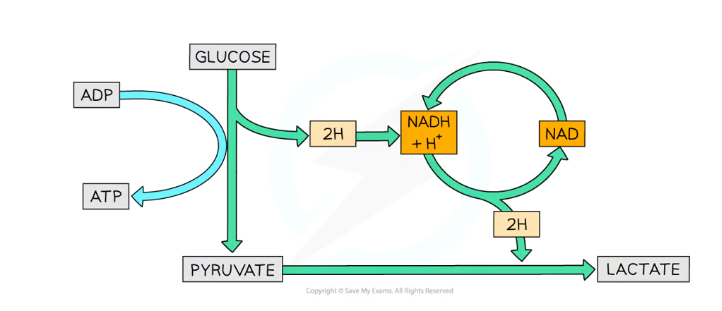 <ul><li><p>Glucose is converted into two pyruvate molecules during <strong>glycolysis</strong>, also producing 2 ATP and NADH</p></li><li><p>The <strong>pyruvate </strong>is then <strong>reduced </strong>to <strong>lactate </strong>by <strong>NADH </strong>(reforming NAD), catalysed by the enzyme <strong>lactate dehydrogenase</strong></p></li><li><p>The lactate is converted back into glucose<strong> (metabolised)</strong> in the liver, requiring lots of oxygen (causing oxygen debt)</p></li></ul><p>This is a reversible reaction</p>