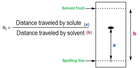 <p>The distance the substance moved through the stationary phase relative to the distance the solvent moved can be calculated to give an R<sub>f</sub> value. Each photosynthetic pigment will have a specific R<sub>f </sub>value when run under certain conditions. Pigments that travel further up the paper will have a higher Rf value. R<sub>f</sub> values can be compared to known R<sub>f</sub> values to identify the pigment. </p>