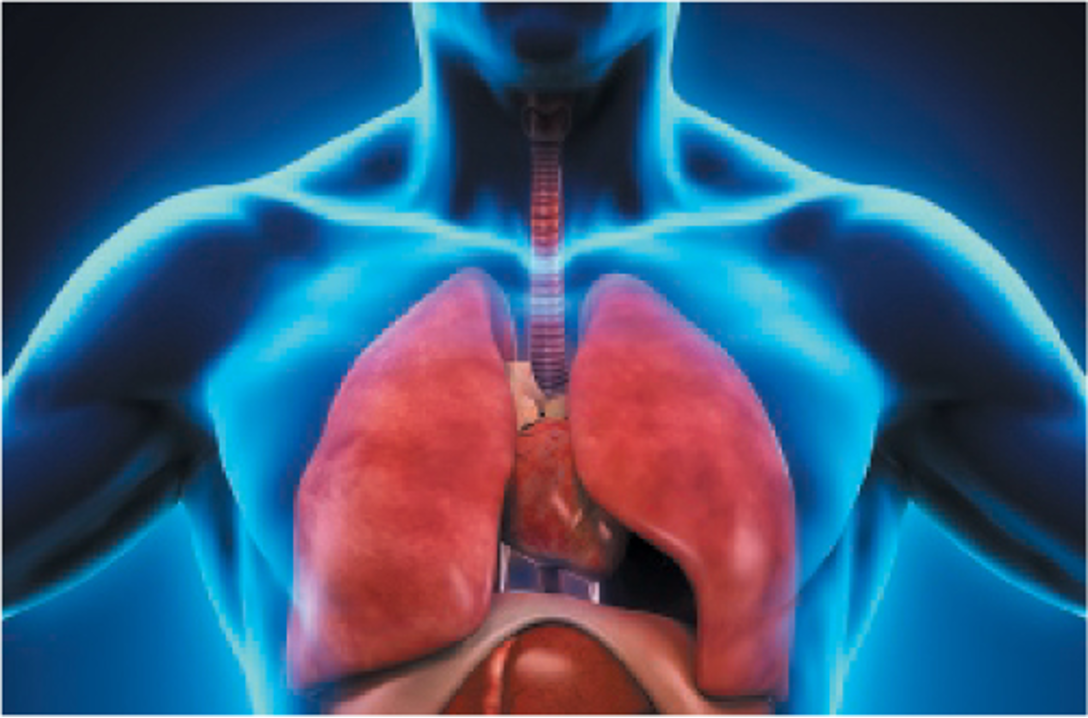 <ul><li><p><span><span>Heart beats to provide blood flow</span></span></p></li><li><p><span><span>Large blood vessels enter and exit the heart</span></span></p></li><li><p><span><span>Respiratory function</span></span></p></li></ul><p></p>