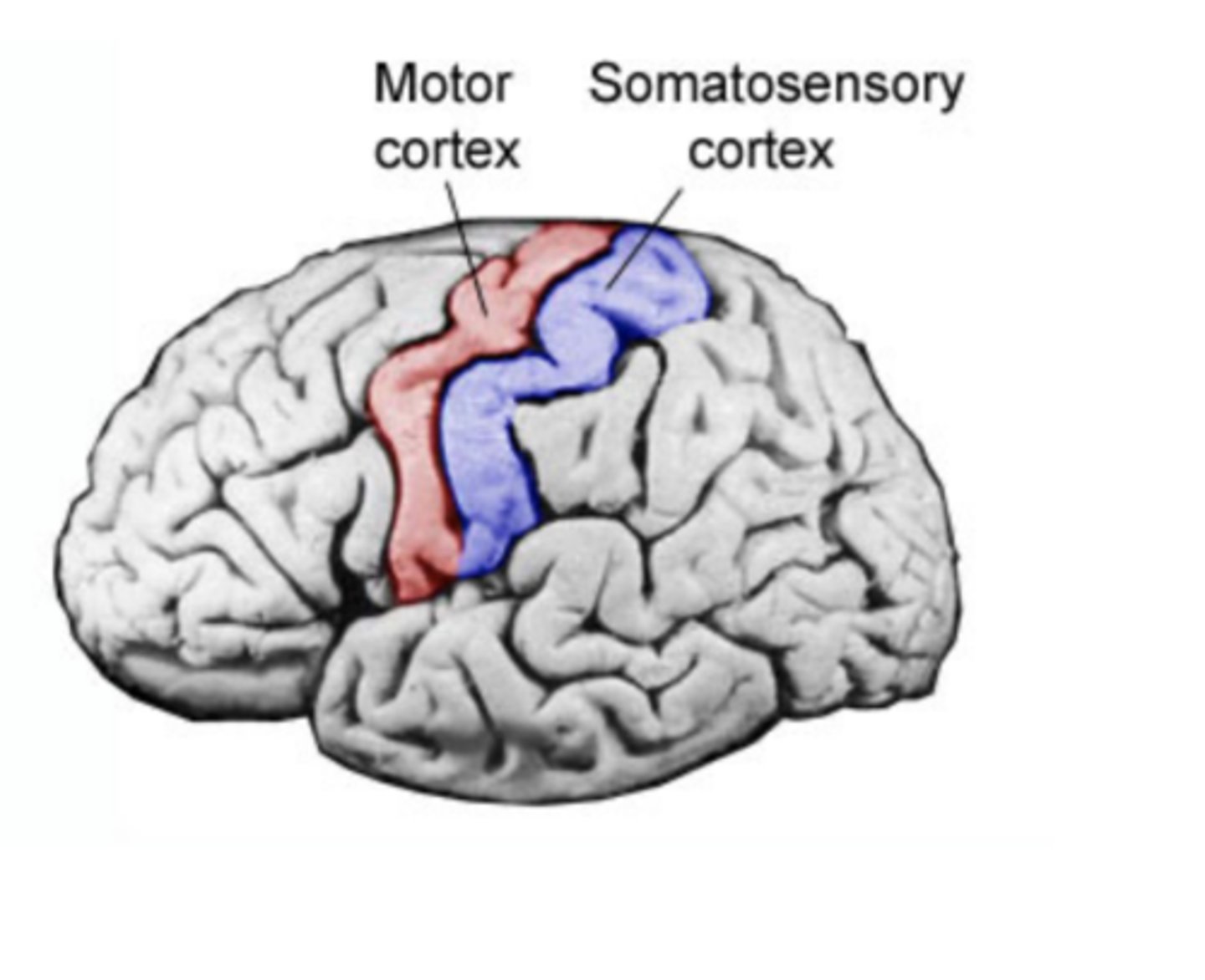 <p>an area at the rear of the frontal lobes that controls voluntary movements (motion of legs, arms, fingers)</p>