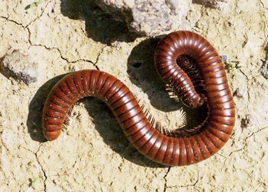 <p>Class Diplopoda (Under Subphylum Myriopoda)</p>