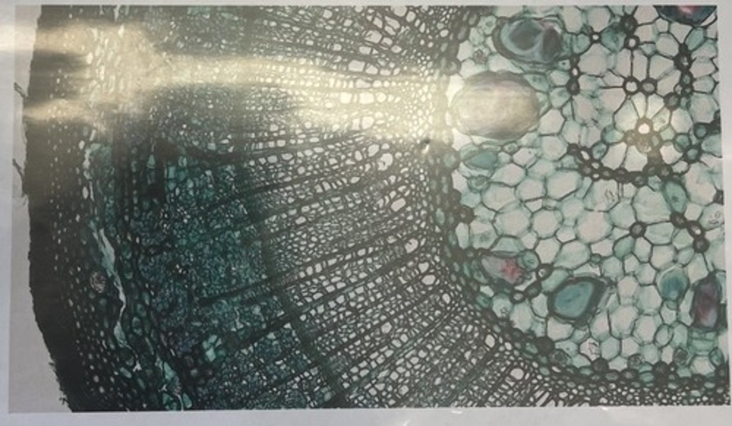 <p>usually only dicots have this type of stem, since monocots lack vascular cambium</p>