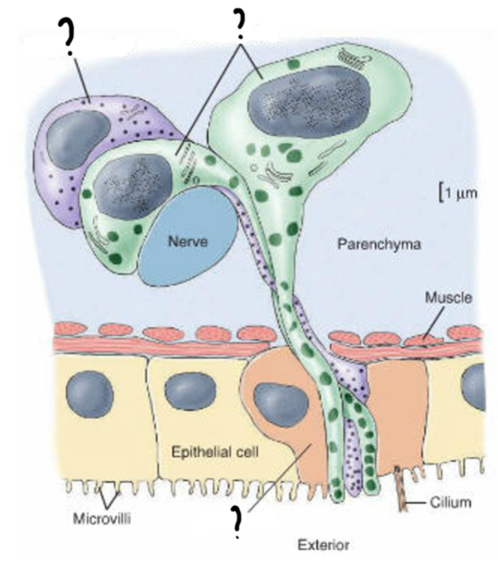 <p>Dual gland adhesive organ cells</p>