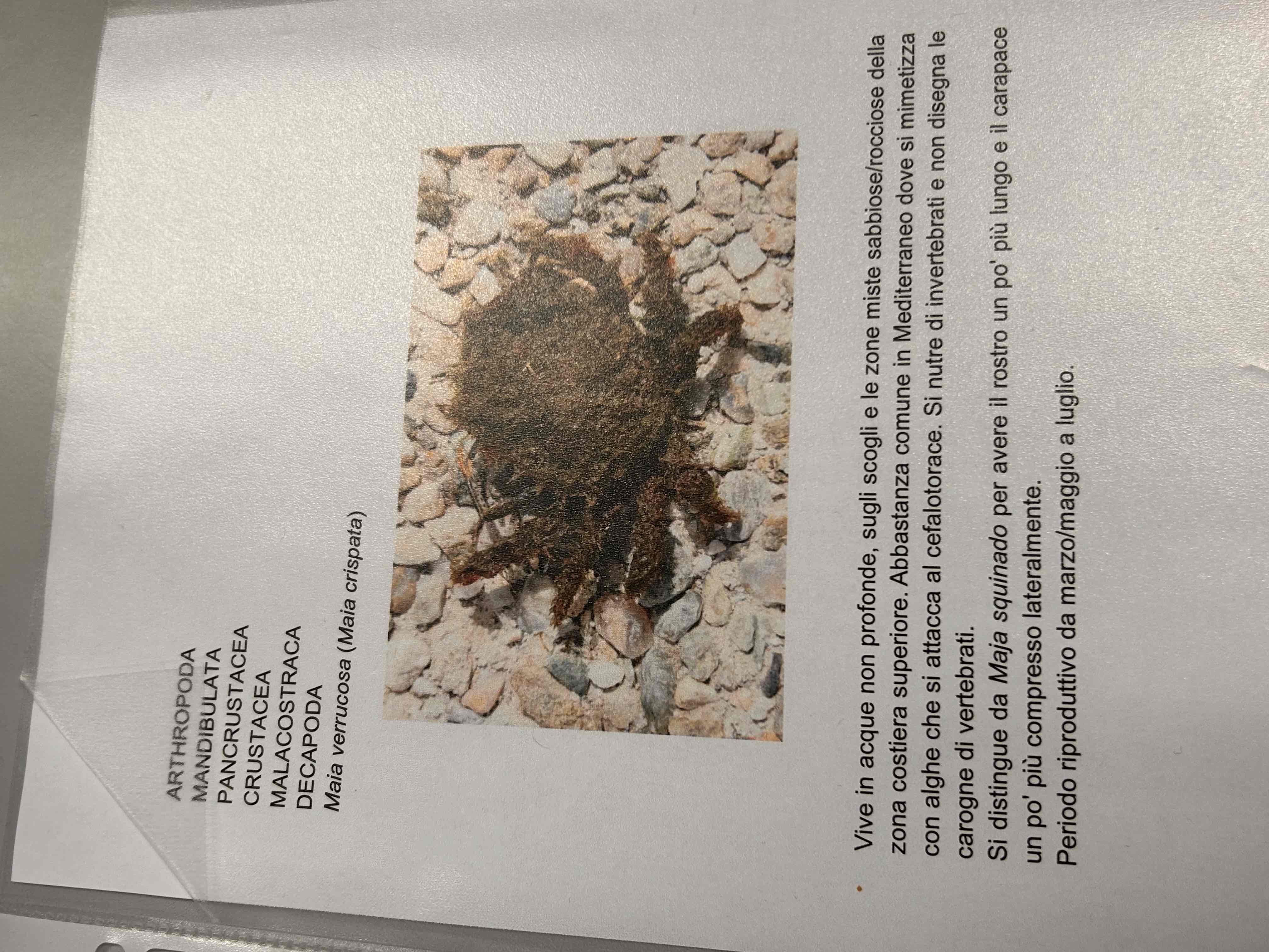 <p>Crostacei</p><p>Malacostraca</p><p>Eumalacostraca </p><p>Decapoda</p><p>Brachyura</p><p>Maia verrucosa (crispata)</p>