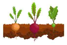 <p>swollen to store nutrients</p>