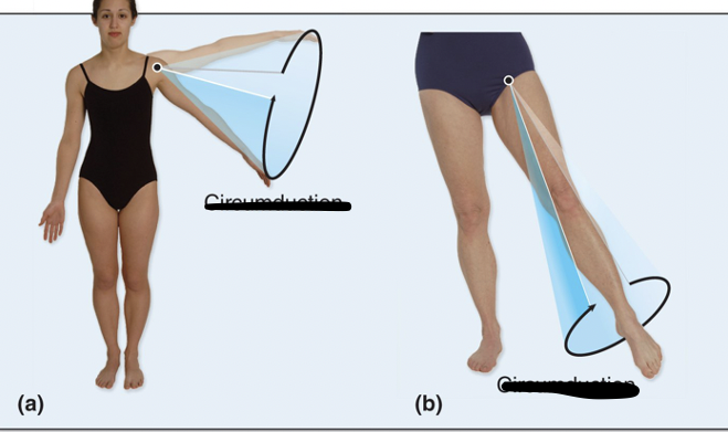 <p>Proximal end of appendage remains stationary, distal end traces a circle</p><p>Involves combination of flexion, abduction, extension, and adduction</p><p>(Draw circle on board-forms cone-circumference)</p>