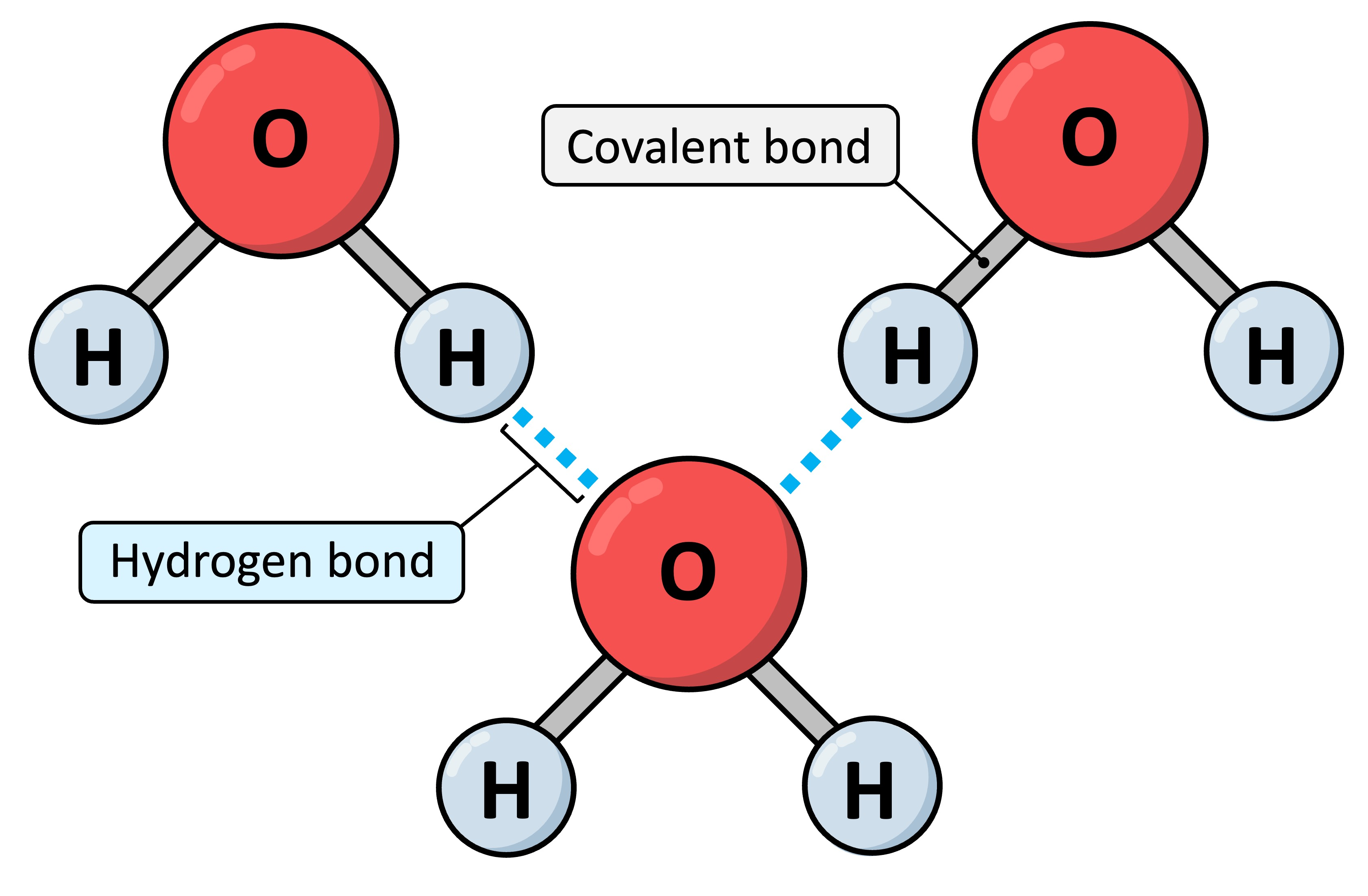 <p>attraction between an electronegative atom and a electronegative atom</p><p>-Not really bonds!</p><p>1) Biologically very important</p><p>2) Can be formed between any atom that isn’t electrically neutral</p><p>3) ~3-2 kcal/mol</p>