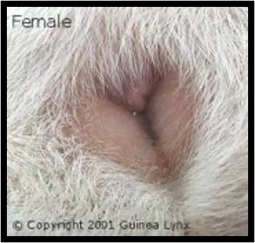 <p><span>Females:&nbsp;&nbsp;&nbsp;&nbsp;&nbsp;&nbsp;&nbsp;&nbsp;&nbsp;&nbsp;&nbsp;&nbsp;&nbsp;&nbsp;&nbsp;&nbsp;&nbsp;&nbsp;&nbsp;&nbsp;&nbsp;&nbsp;&nbsp;&nbsp;&nbsp;&nbsp;&nbsp;&nbsp;&nbsp;&nbsp;&nbsp;&nbsp;&nbsp;&nbsp;&nbsp;&nbsp;&nbsp;&nbsp;&nbsp;&nbsp;&nbsp;&nbsp;&nbsp;&nbsp;&nbsp;&nbsp;&nbsp;&nbsp;&nbsp;&nbsp;&nbsp;&nbsp; Males:</span></p><p style="text-align: left"><span>“Y” Shaped opening&nbsp;&nbsp;&nbsp;&nbsp;&nbsp;&nbsp;&nbsp;&nbsp;&nbsp;&nbsp;&nbsp;&nbsp;&nbsp;&nbsp;&nbsp;&nbsp;&nbsp;&nbsp;&nbsp;&nbsp;&nbsp;&nbsp;&nbsp;&nbsp;&nbsp;&nbsp;&nbsp;&nbsp;&nbsp;&nbsp;&nbsp;&nbsp;&nbsp; Prominent scrotal sacs, can extrude penis</span></p><p></p>
