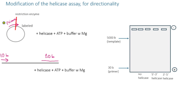 <p>set up a non-circular DNA template with a primer on either side of where the helicase attaches (one in the 5’ direction, one in the 3’ direction) . Make sure each primer has a difference in size. Using the size difference on an agarose gel, you can see whether or not the helicase knocked off the primer in the 5’ direction or in the 3’ direction.</p>