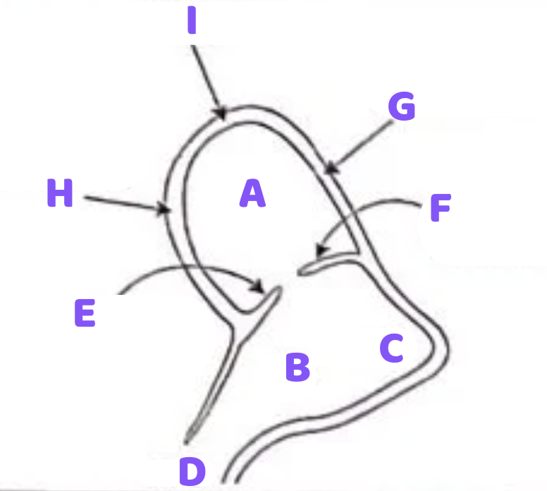 <p><span style="color: rgb(140, 82, 255);"><strong>B</strong></span></p>
