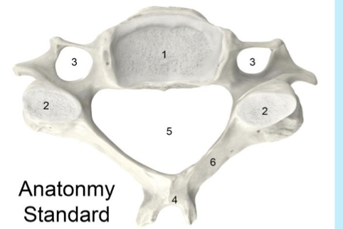 <p>cervical vertebre</p>