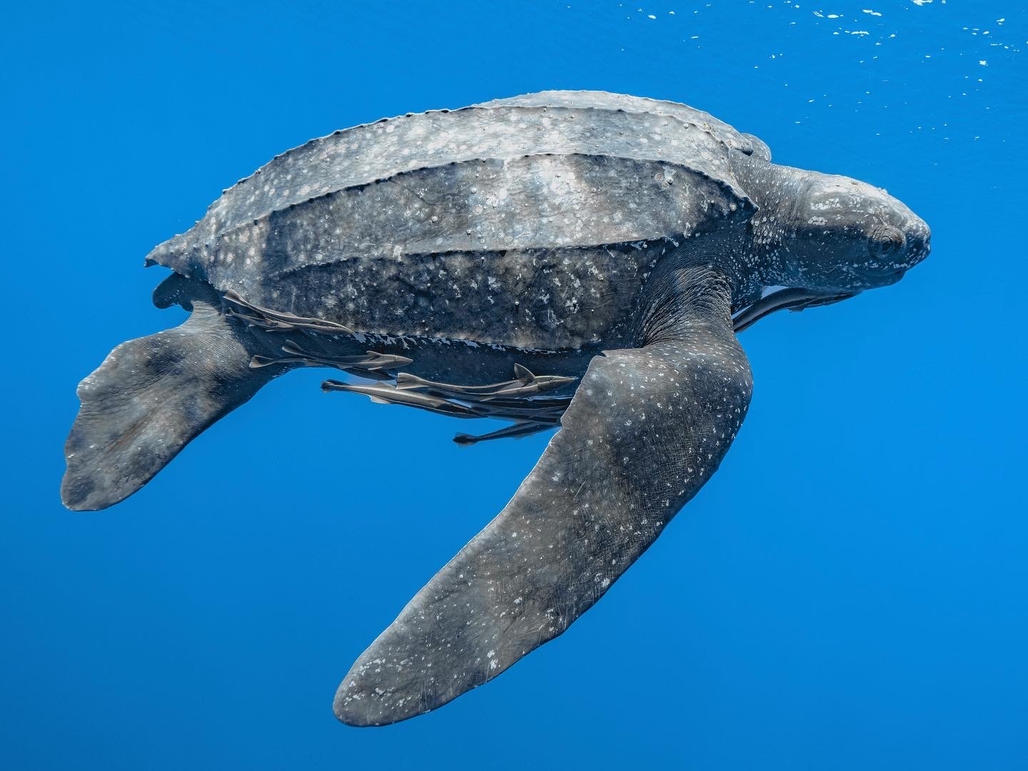 <p>Black coloration with white spots, no nails on the fins</p>