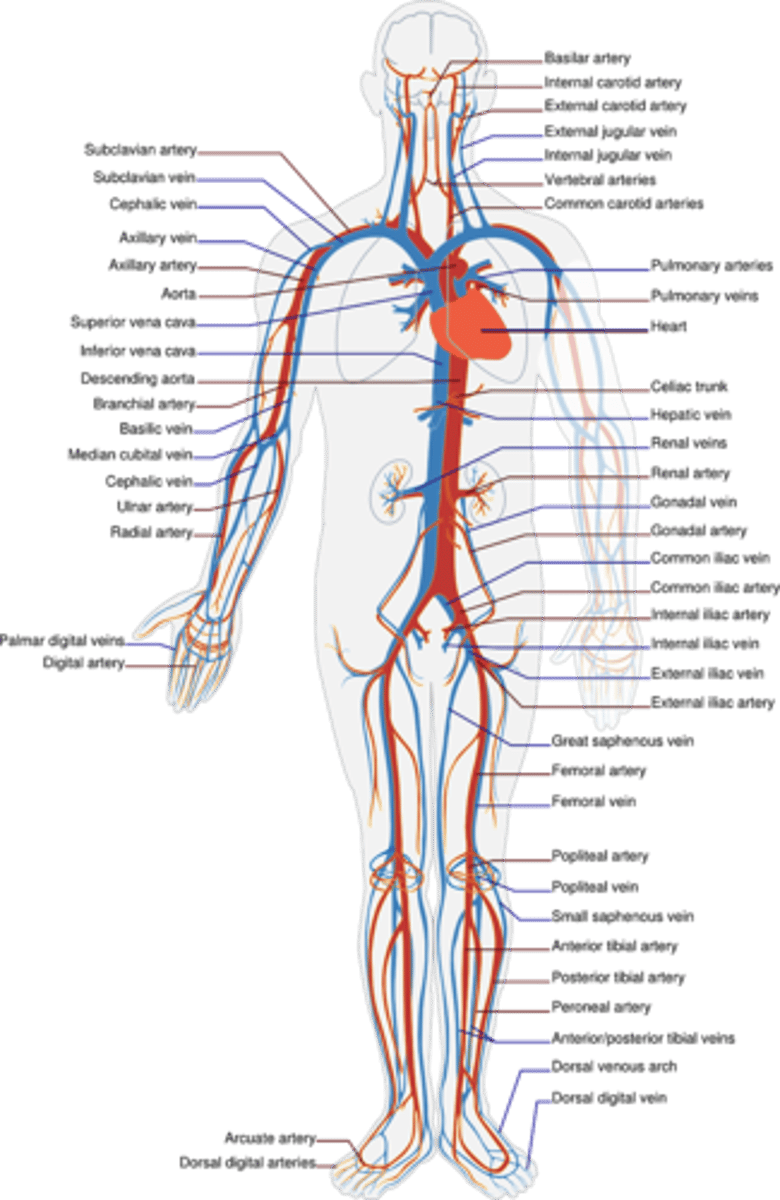 <p>enfermedades circulatorias</p>