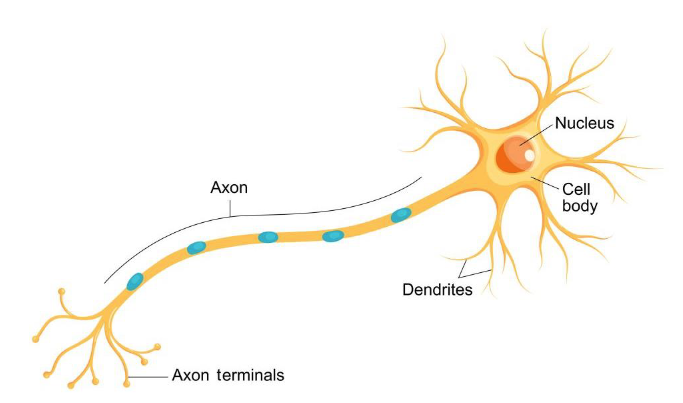 <p>Axon terminals</p><p>Axon</p><p>Dendrites</p><p>Nucleus</p><p>Cell Body</p>