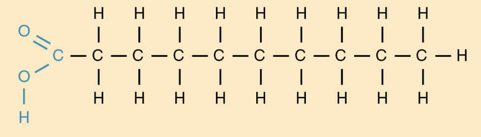 <ul><li><p>carboxyl group: acidic and -COOH</p></li><li><p>unbranched hydrocarbon</p></li><li><p>type of lipid</p></li><li><p>3 fatty acids form a triglyceride</p></li></ul>