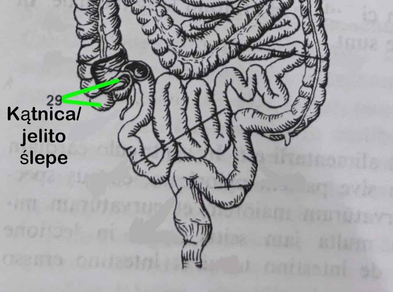 <p>Caecum</p>