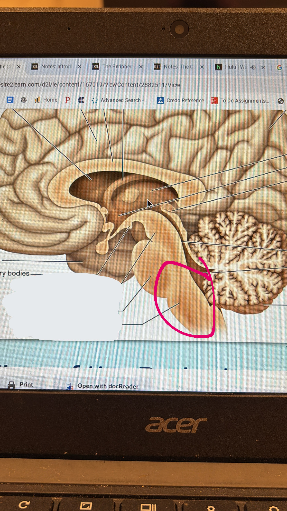 <p>lowest part of the brain stem</p>