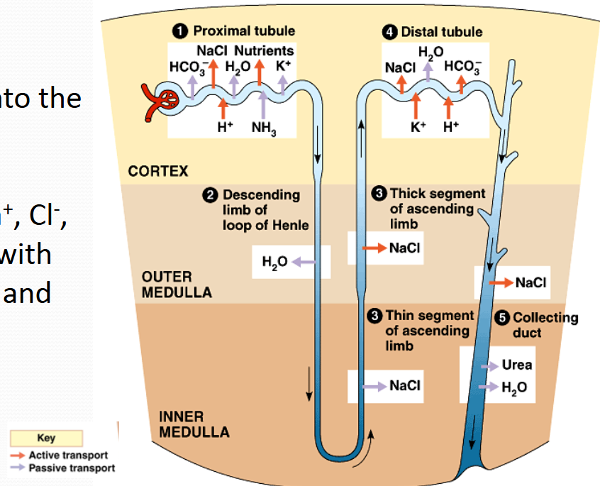 <p>proximal tubule</p>