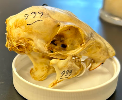 <p>Eastern Gray Squirrel</p><p>Sciuridae</p><p><em>Sciurus carolinensis</em></p>