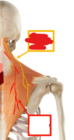 <p>Course: upper spinal cord (c1-c5 nerve root) → exit spine through foramen magnum→ jugular foramen→ internal carotid artery→ SCM → trapezius</p>