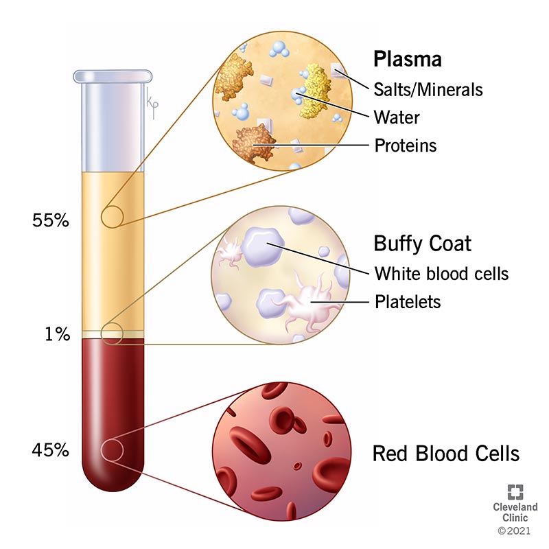 <ul><li><p> accounts for 55% of the blood volume</p></li><li><p>92% is water</p></li><li><p>7% are other blood proteins</p></li><li><p>1% are other nutrients and ions</p></li></ul>