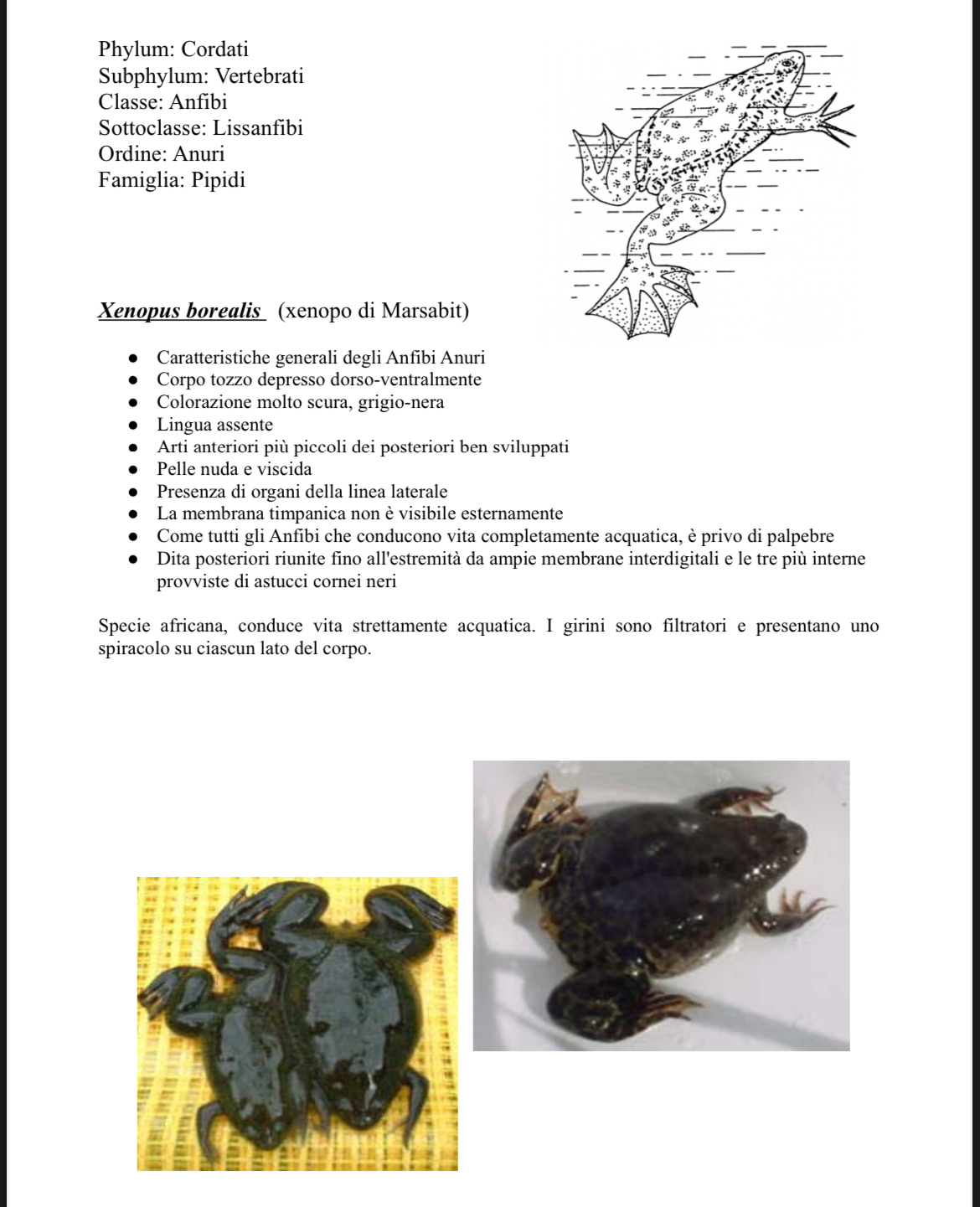 <p>****</p><p>Xenopo</p>