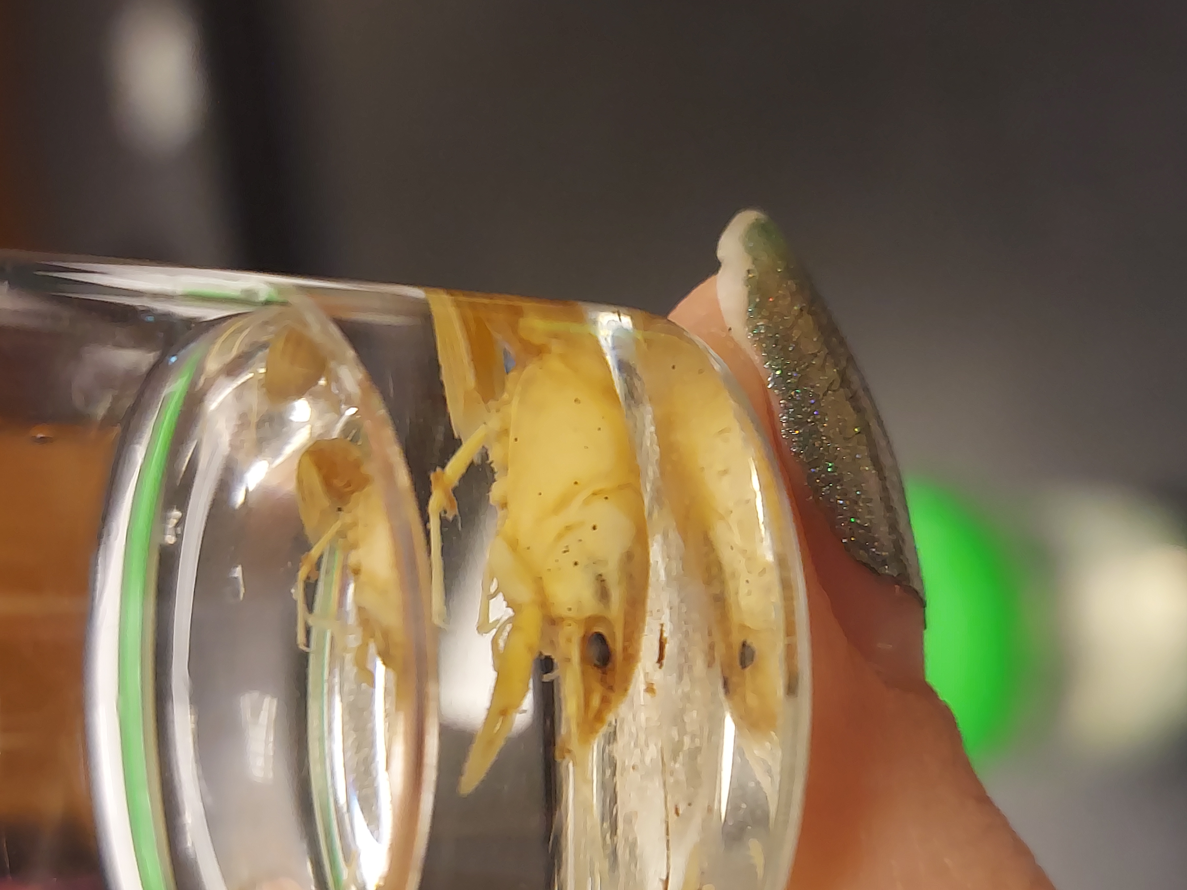 <p>10 jointed legs</p><p>2 pincers and 4 walking legs</p><p>Carapace</p>