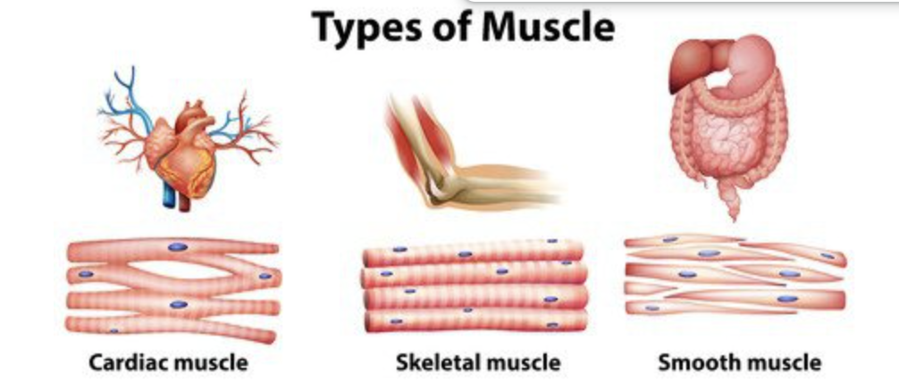 <p>While skeletal muscle consists of parallel linear fibers, the cardiac muscle cells (cardiomyocytes) are arranged in fibers exhibiting cross-striations formed by alternating segments of thick and thin protein filaments</p>