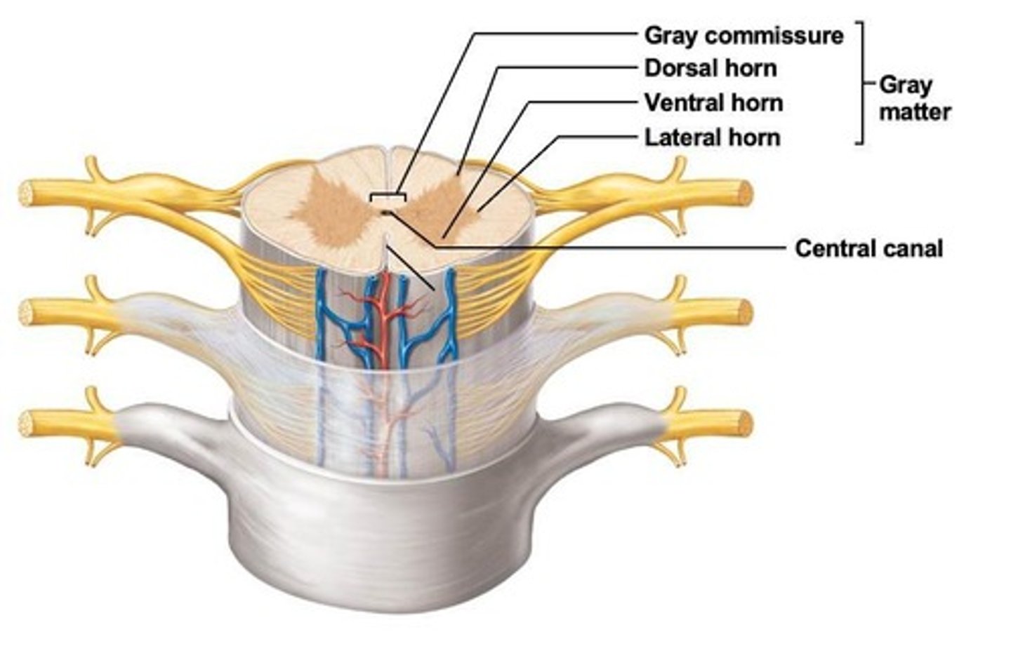 <p>Contain interneurons and sensory fibers from ganglia.</p>