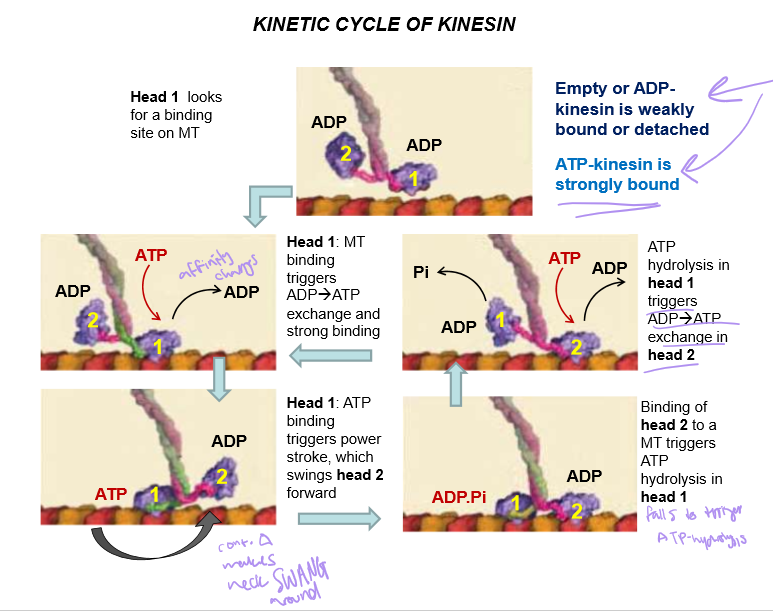 <ol><li><p>The ADP-bound head looks for a binding site on the MT until ATP is bound to it</p></li><li><p>When ATP binds, the binding affinity changes and the head moves up and BINDS STRONGLY to the microtubule</p></li><li><p>The binding will trigger the power stroke, which swings the second head forward</p></li><li><p>Then that second head have it’s ADP exchanged with ATP to help it bind to the microtubule</p></li><li><p>ATP hydrolysis in head 1 is triggered by ADP→ ATP exchange and microtubule binding in head 2..</p></li></ol><p></p>