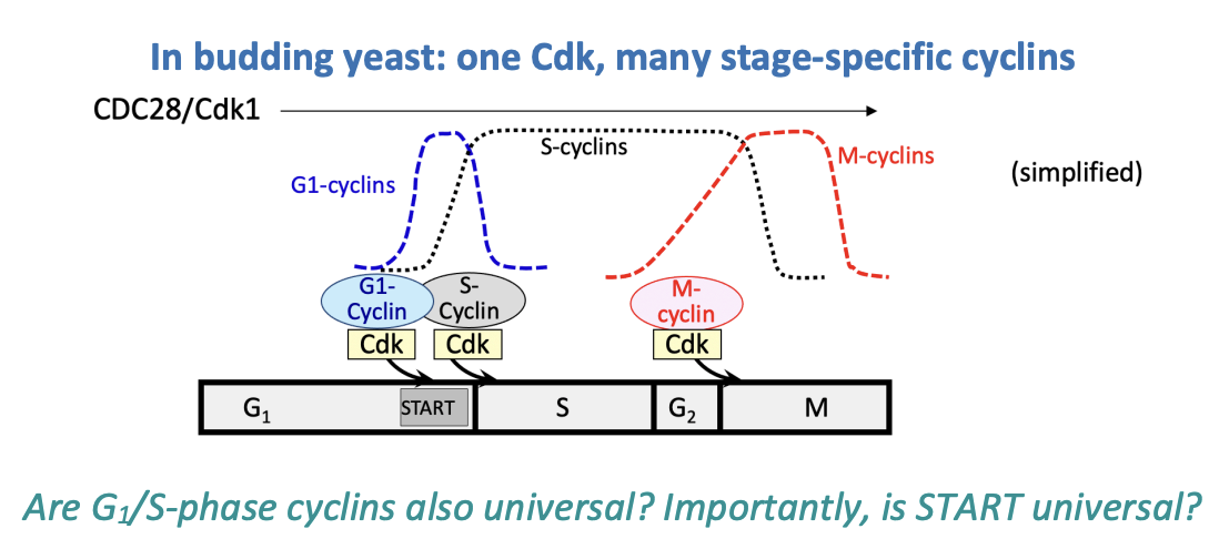 <p>CDK:</p><ol><li><p>Cdc28 → <strong>constant</strong></p></li><li><p>Cyclins→ oscillating for activation </p><ul><li><p><strong>stage specific cyclins</strong></p></li></ul></li></ol><p></p>