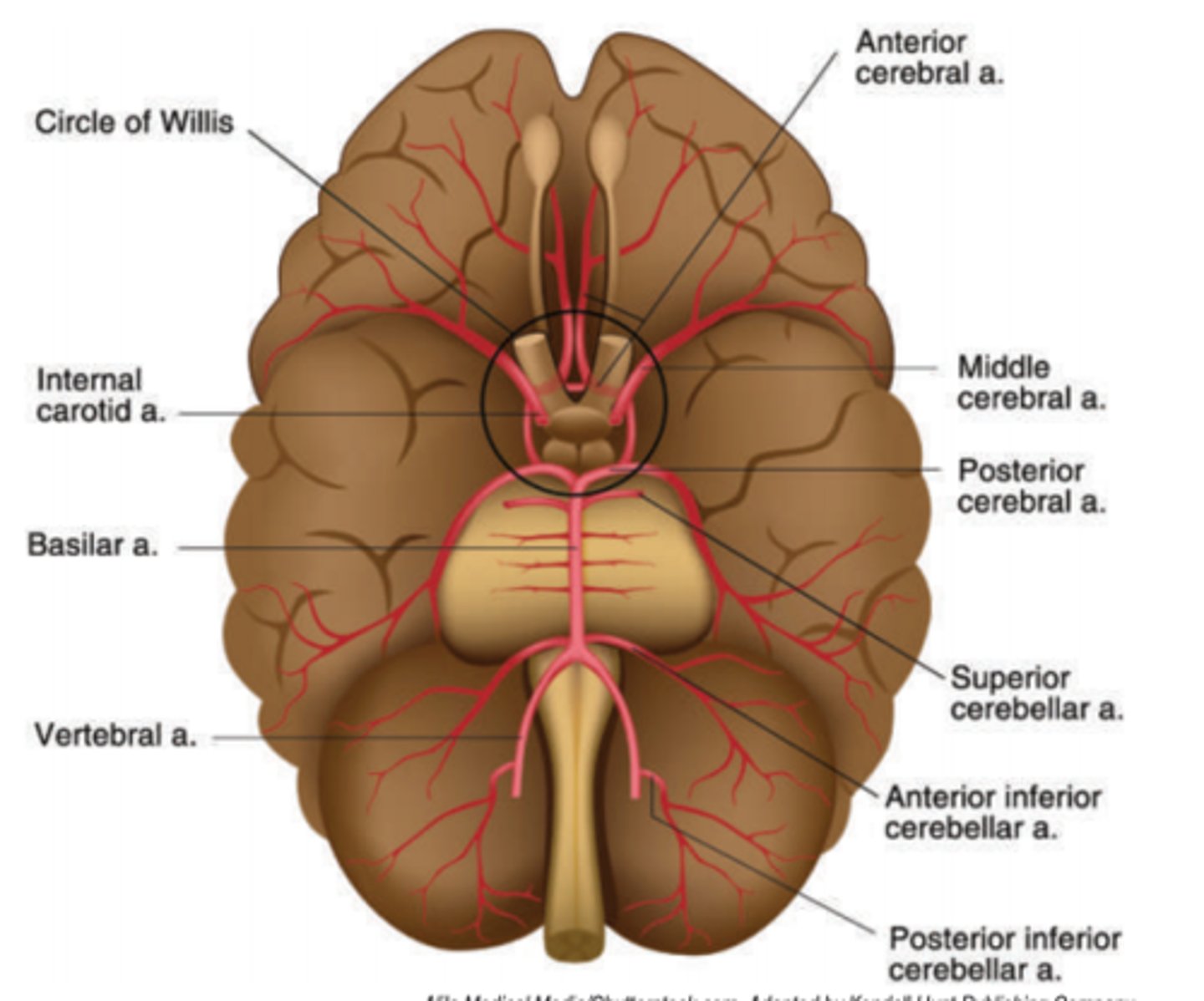 <p>a polygonal anastomosis between the Right and Left internal carotid arteries and the Right and Left vertebral arteries</p>