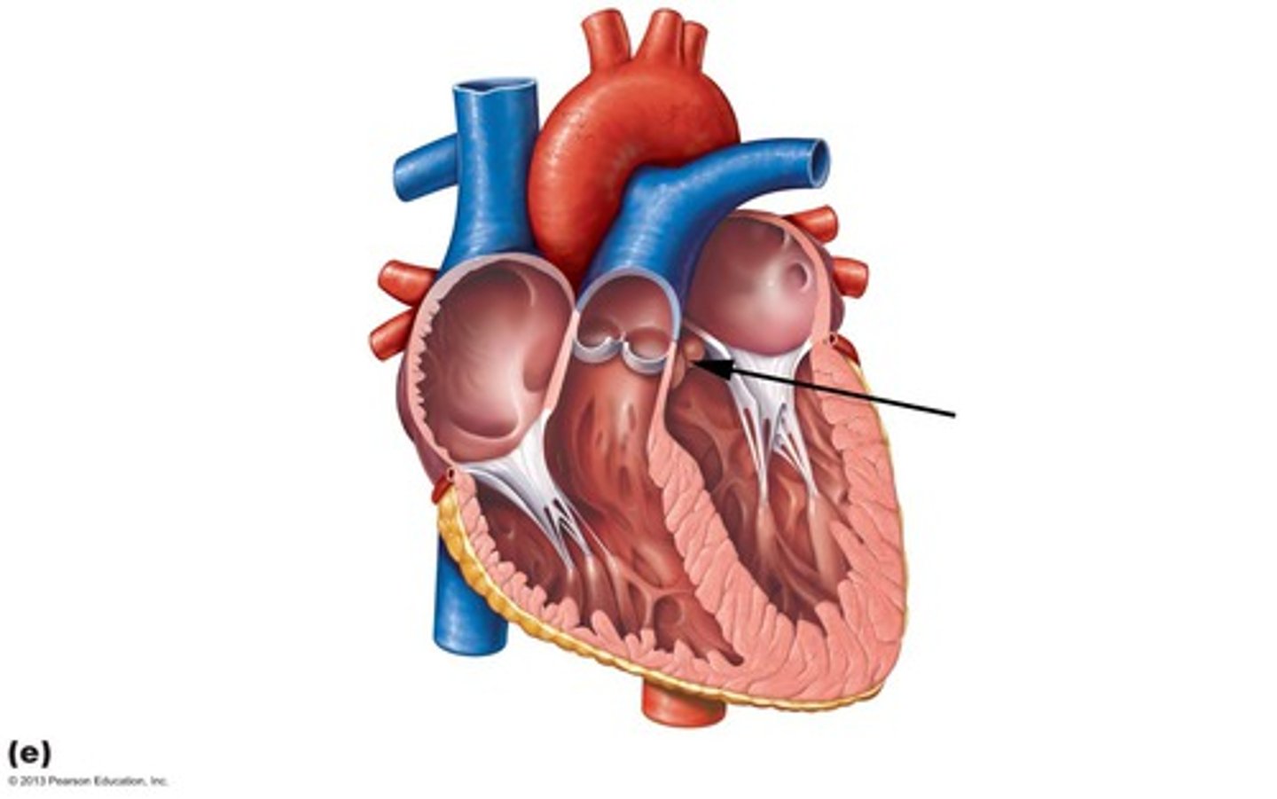<p>heart valve between the left ventricle and the aorta</p>