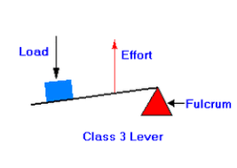 <p>effort is in the middle, load and fulcrum are on the outside</p>