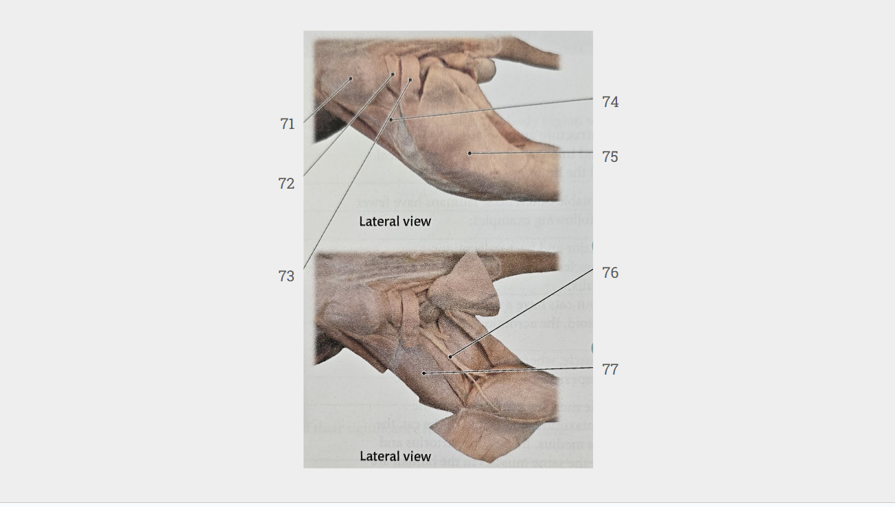 <p>What is labeled 73?</p>