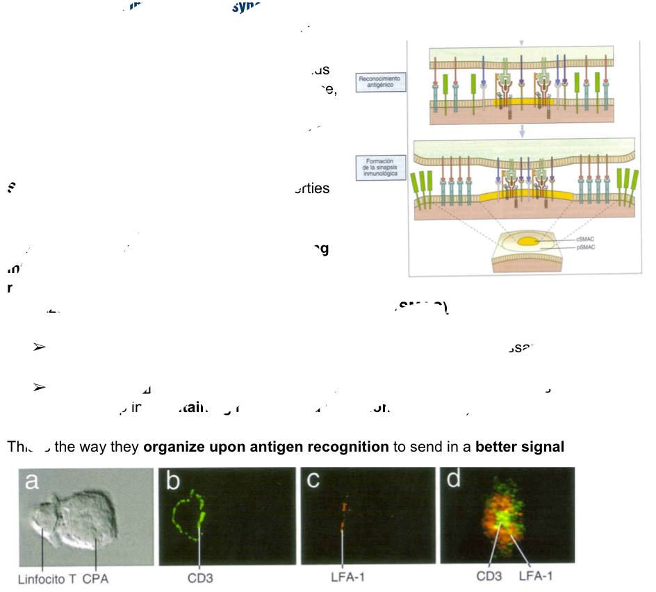 <p>Integrins allows cell-cell interactions with the cytoskeleton, when integrins proeprites are modified, the cytoseleton willbe reorganized and will end up a the orgamnized structure: supraolecular activator complex (SMAC) and can be one of two ways:</p><ul><li><p>Central SMAC: found in center providing all molecule snecessary for anitgen recognition and signal (ex: CD3)</p></li><li><p>Peripheral SMAC: found around the center, composinng the ring of molecules which maintain binding and adhesion (like LFA 1)</p></li></ul><p></p>