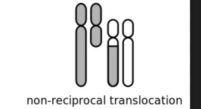<p><strong>one-way translocations in which a chromosomal segment is transferred to a nonhomologous chromosome</strong></p><p></p><p><strong>no </strong><span>reciprocal exchange</span></p>