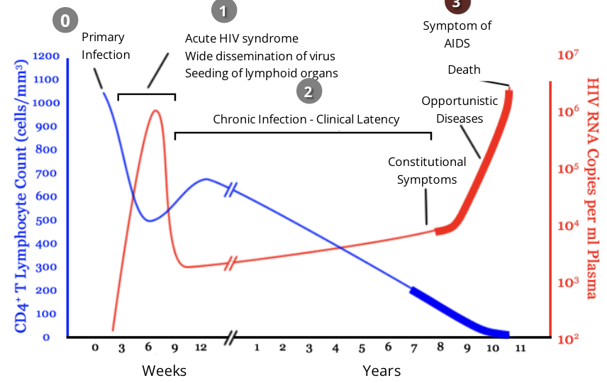 <ul><li><p>throughout clinical latency, CD4 helper T cells get ‘exhausted’ and depleted while constantly fighting a chronic HIV infection</p></li><li><p>HIV patients are diagnosed with AIDS if they have a CD4 helper T cell level of less than 200 cells/mm³</p></li><li><p>after this point, <span style="color: red">viral load drastically increases</span> as the virus continues to acquire mutations that allow it to further avoid immune defences</p></li><li><p>as the <span style="color: blue">immune system is severely weakened</span>, patients become extremely susceptible to opportunistic infections</p></li><li><p>in the absence of treatment, AIDS patients typically survive about 3 years</p></li></ul><p></p>