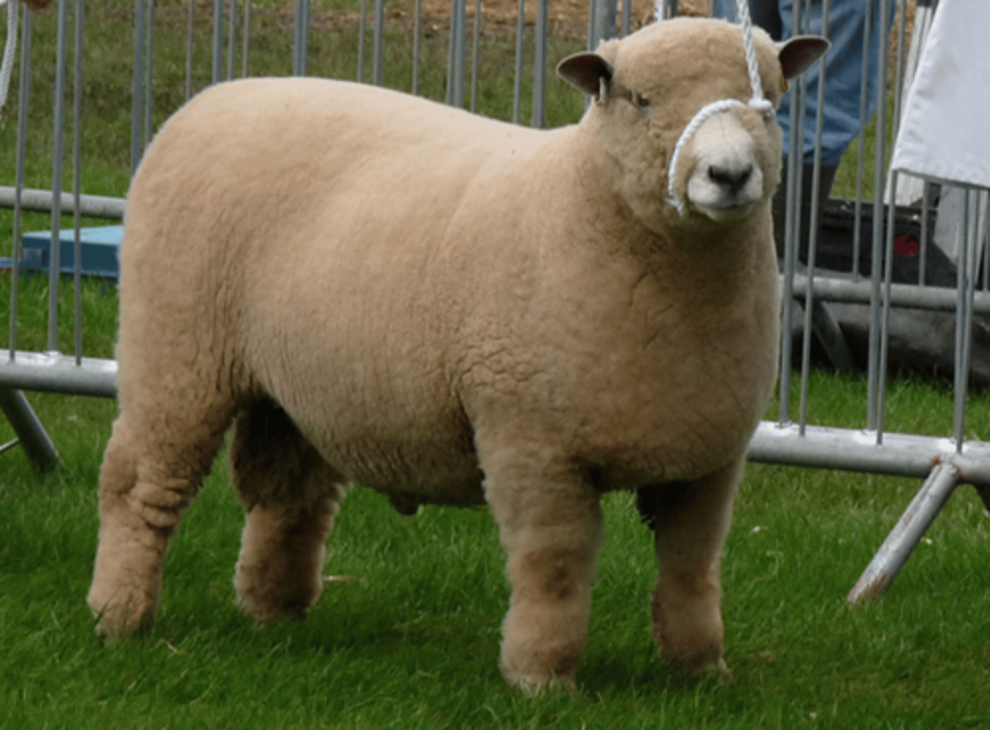 <p>fleece all over body and face and hooves, very wide face</p>