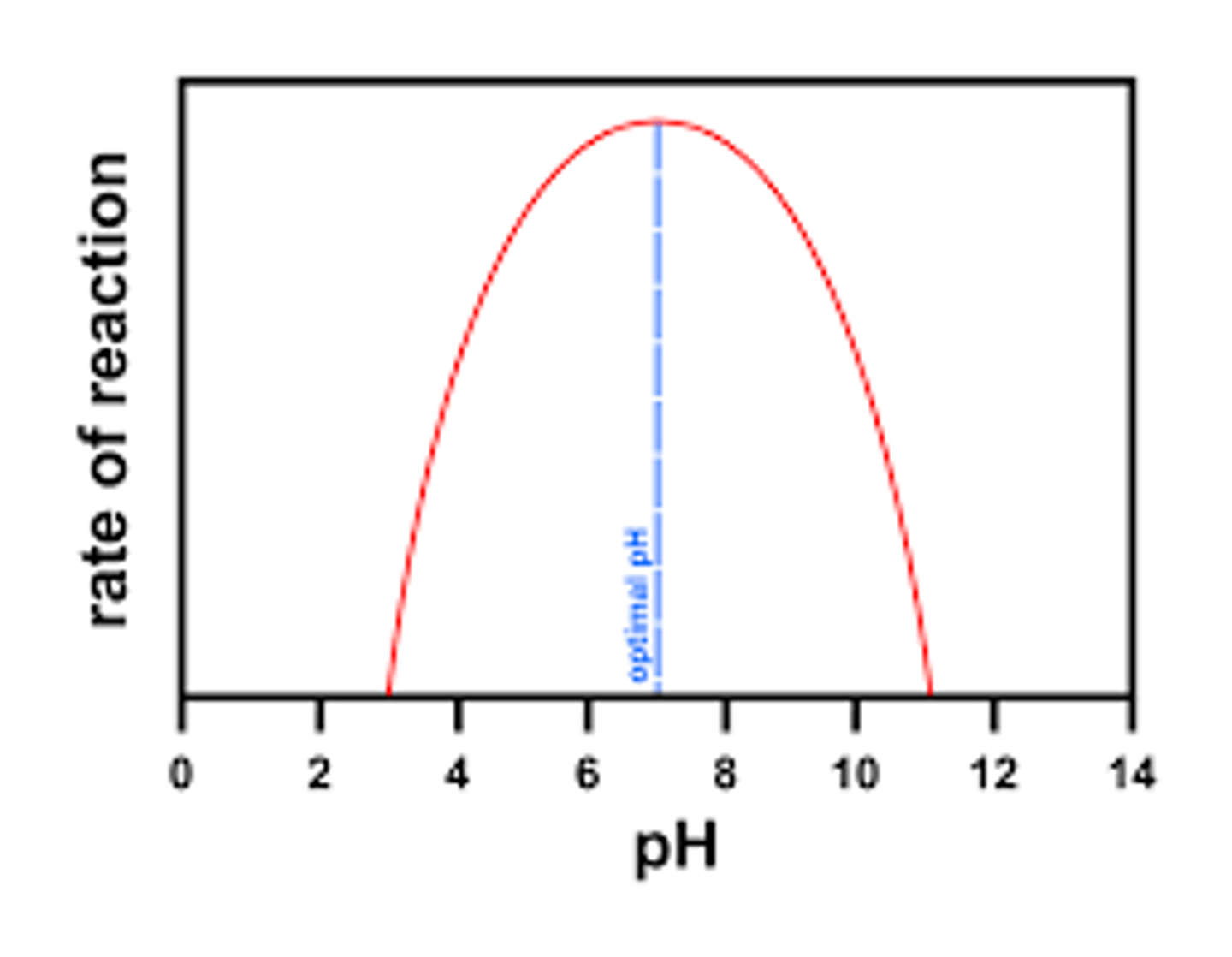 <p>enzymes each have an ideal pH</p><p>exs:</p><p>- pepsin (in stomach) with an ideal pH of 2</p><p>- salivary amylase (in mouth) with an ideal pH of 7.2</p>