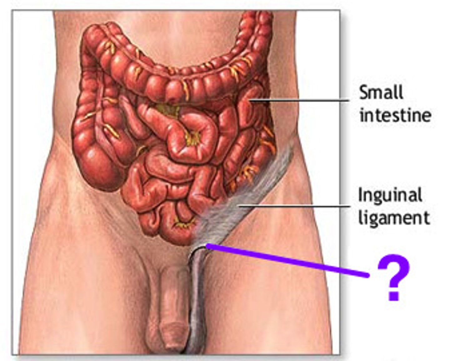 <p>-The opening into the abdominal wall</p><p>-Part of the Male Reproduction Tract</p>